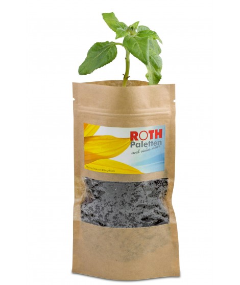 Green plant in customizable bag