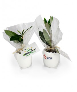 objet pub plante personnalisable goodies original et biodegradable