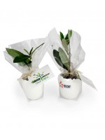 objet pub plante personnalisable goodies original et biodegradable