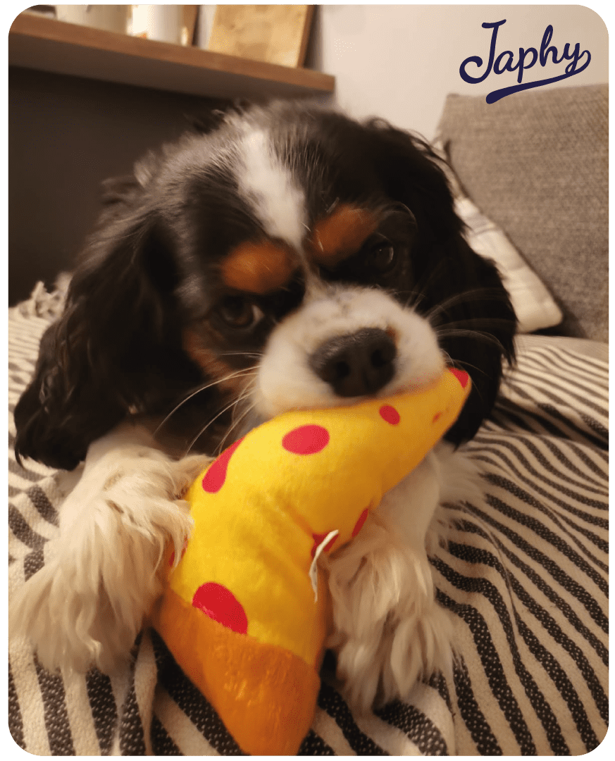 Réalisations peluche pour chien Japhy - Marketing Création Group